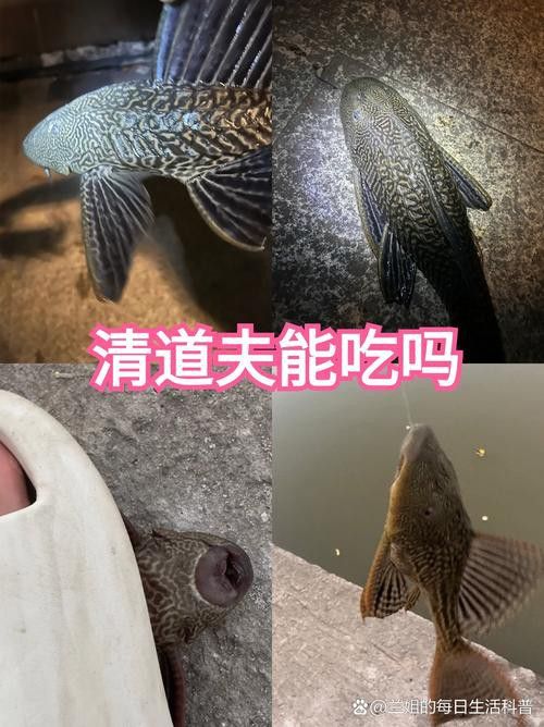 金龍魚和清道夫能混養(yǎng)嗎圖片