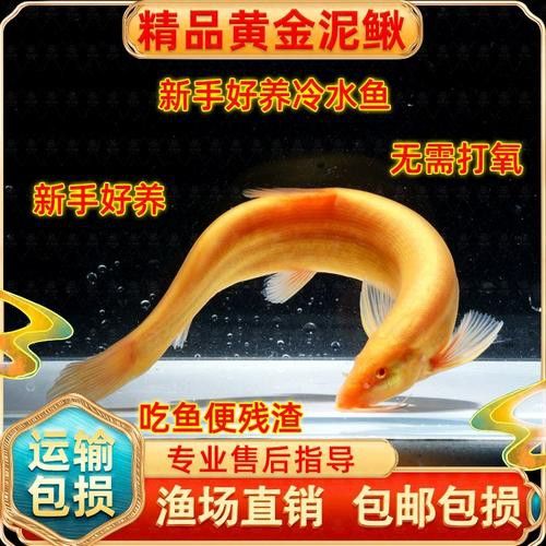 金龍魚和清道夫能混養(yǎng)嗎圖片