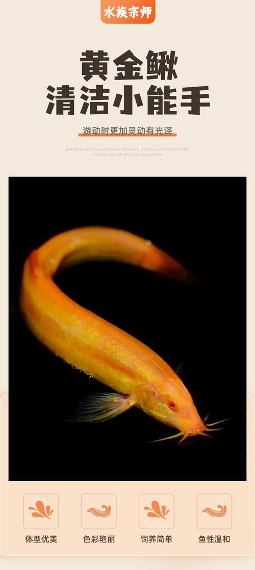 金龍魚和清道夫能混養(yǎng)嗎圖片