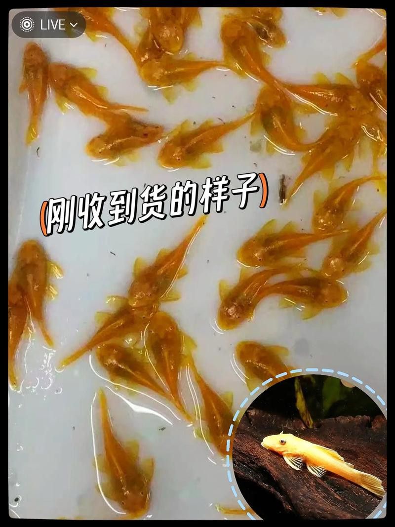 金龍魚和清道夫能混養(yǎng)嗎圖片