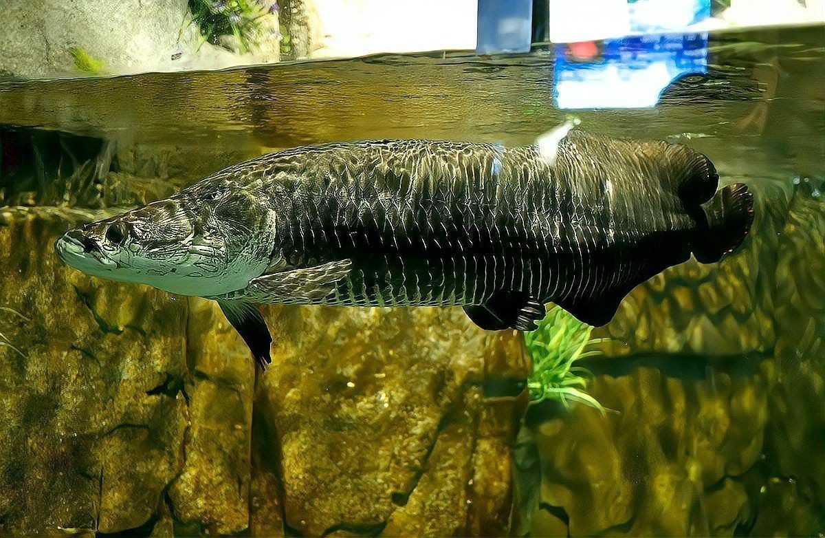 金龍魚和清道夫能混養(yǎng)嗎圖片