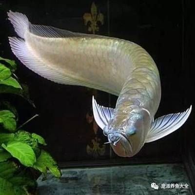 龍魚掉眼怎么辦？：如何治療龍魚掉眼