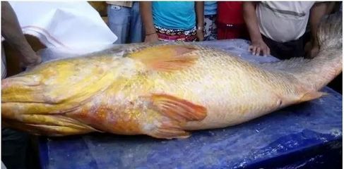 7000萬的紅龍魚：中國最貴紅龍魚7000萬的記錄，價(jià)格達(dá)7000萬元