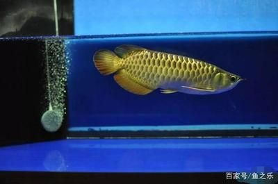 45寬的缸龍魚能長多大呢（45厘米寬的魚缸可以養(yǎng)銀龍魚，但不建議養(yǎng)金龍魚或紅龍魚）