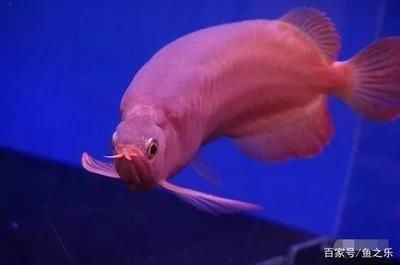 45寬的缸龍魚能長多大呢（45厘米寬的魚缸可以養(yǎng)銀龍魚，但不建議養(yǎng)金龍魚或紅龍魚）