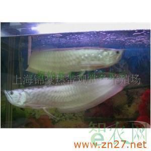 銀龍魚的飼養方法：養銀龍魚的注意事項