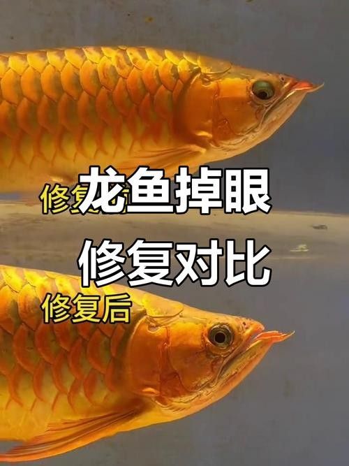 龍魚掉眼能自己恢復嗎圖片