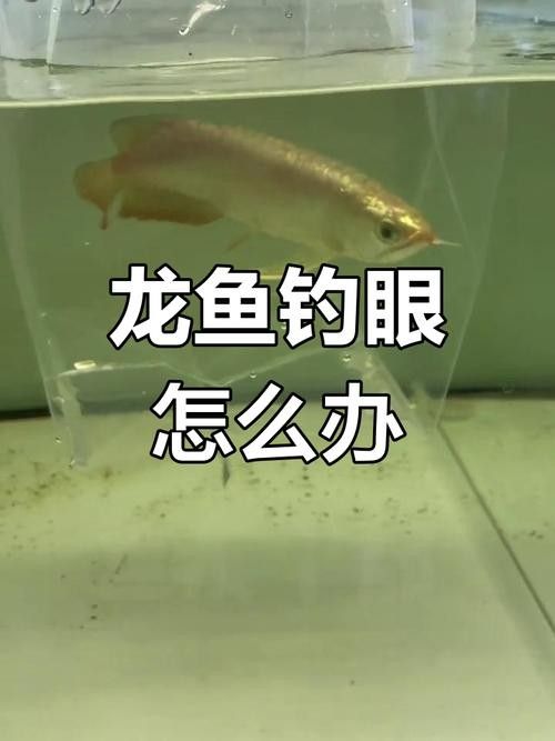 龍魚掉眼能自己恢復嗎圖片