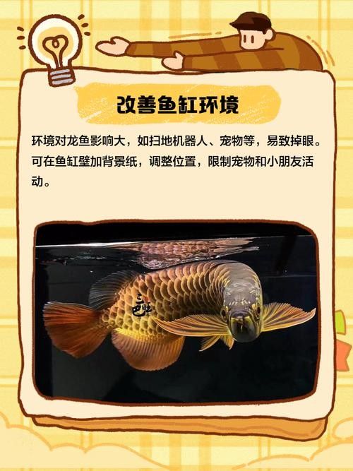 龍魚掉眼能自己恢復嗎圖片