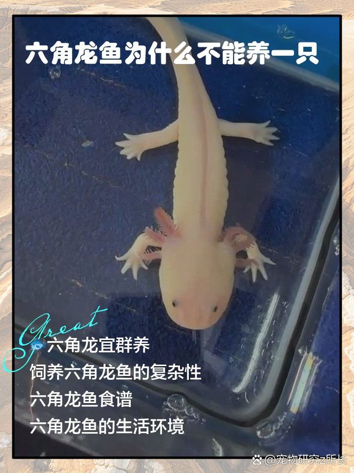 新手適合養幾只六角恐龍魚