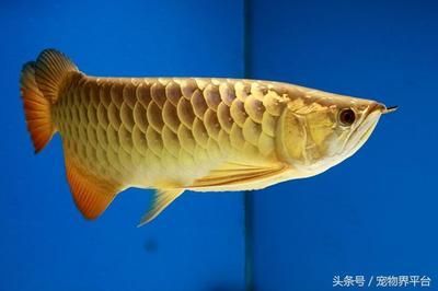 黃尾金龍魚和紅尾金龍魚的區別是什么：黃尾金龍魚和紅尾金龍魚在外觀上有明顯的區別是什么