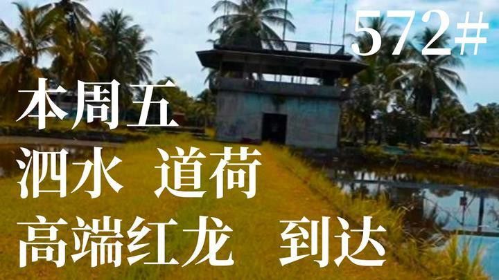 泗水紅龍魚視頻