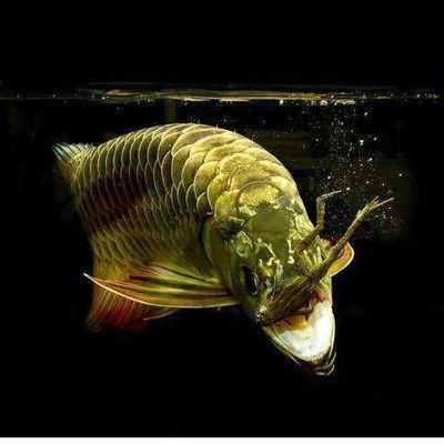 龍魚(yú)浮水面不動(dòng)怎么辦視頻：龍魚(yú)浮水面不動(dòng)怎么辦