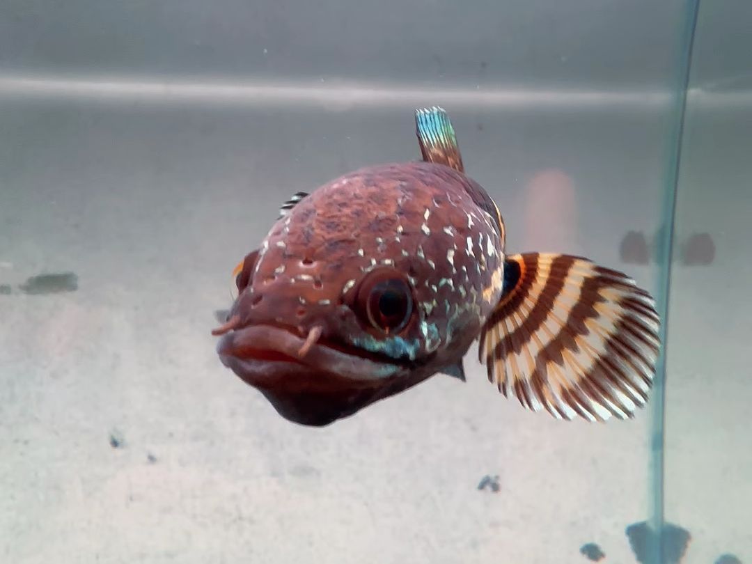 雷龍魚多少錢一只（雷龍魚市場價格波動原因）