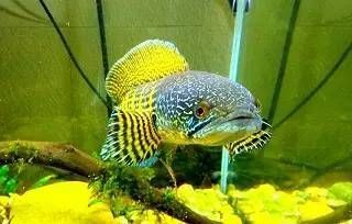 雷龍魚多少錢一只（雷龍魚市場價格波動原因）