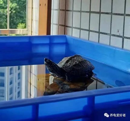 龍魚(yú)缸里可以養(yǎng)龜嗎：在龍魚(yú)缸里養(yǎng)龜，是否適合與龍魚(yú)混養(yǎng)，混養(yǎng)的風(fēng)險(xiǎn)有哪些