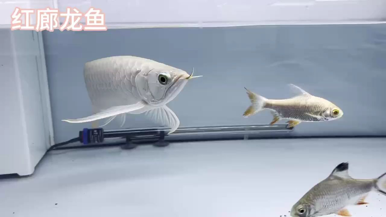 龍魚(yú)疾病治療建議，根據(jù)搜索結(jié)果提供的治療建議，請(qǐng)注意：如何根據(jù)搜索結(jié)果提供龍魚(yú)疾病治療建議