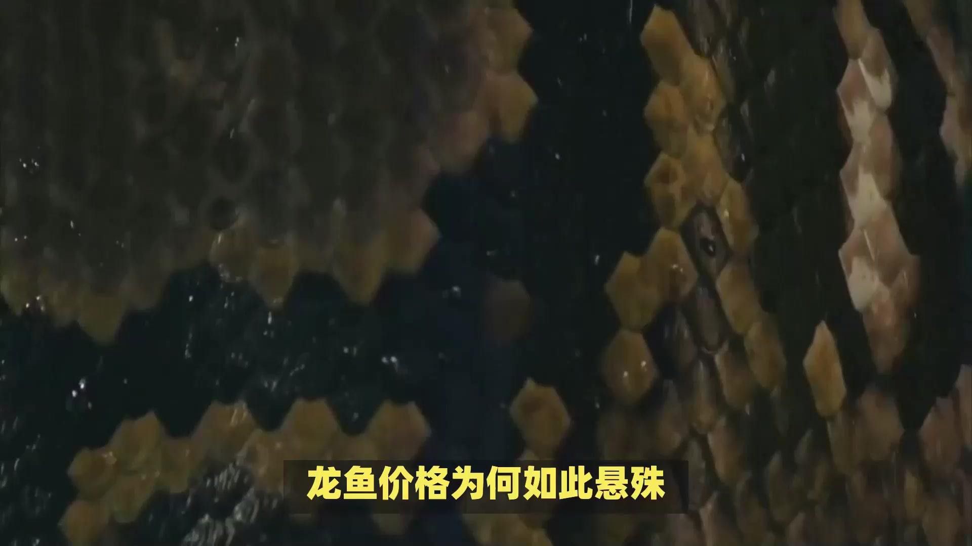 曼龍魚的價格范圍是多少？