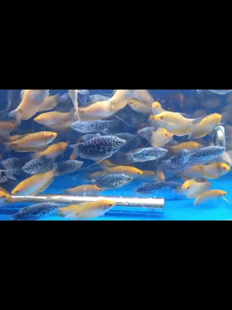 曼龍魚的價格范圍是多少？