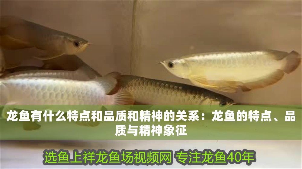 龍魚有什么特點(diǎn)和品質(zhì)和精神的關(guān)系：龍魚的特點(diǎn)、品質(zhì)與精神象征
