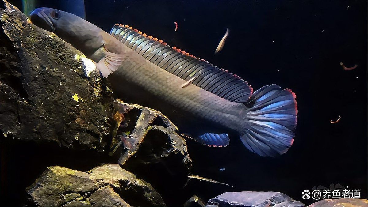 羅漢跟龍魚能混養嗎