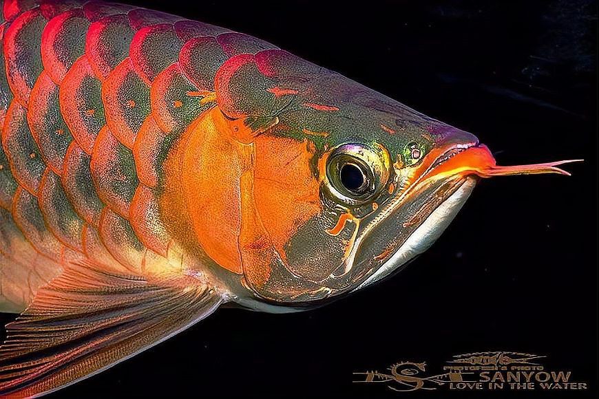 羅漢跟龍魚能混養嗎