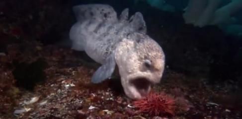 龍魚狀態不好,一驚一乍怎么回事呀：龍魚狀態不佳頻繁出現一驚一乍的現象是由多種原因導致的