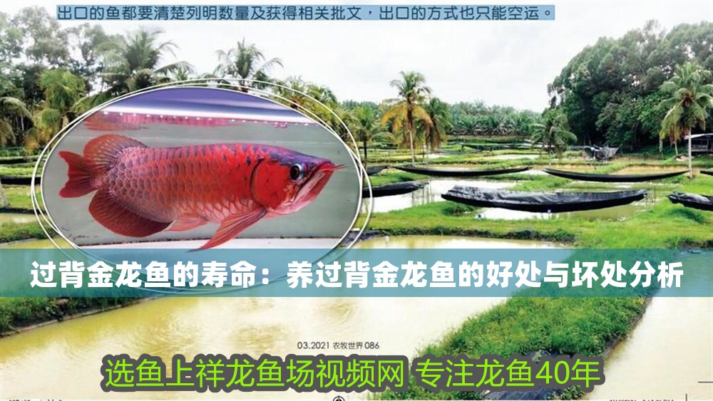 過背金龍魚的壽命：養過背金龍魚的好處與壞處分析