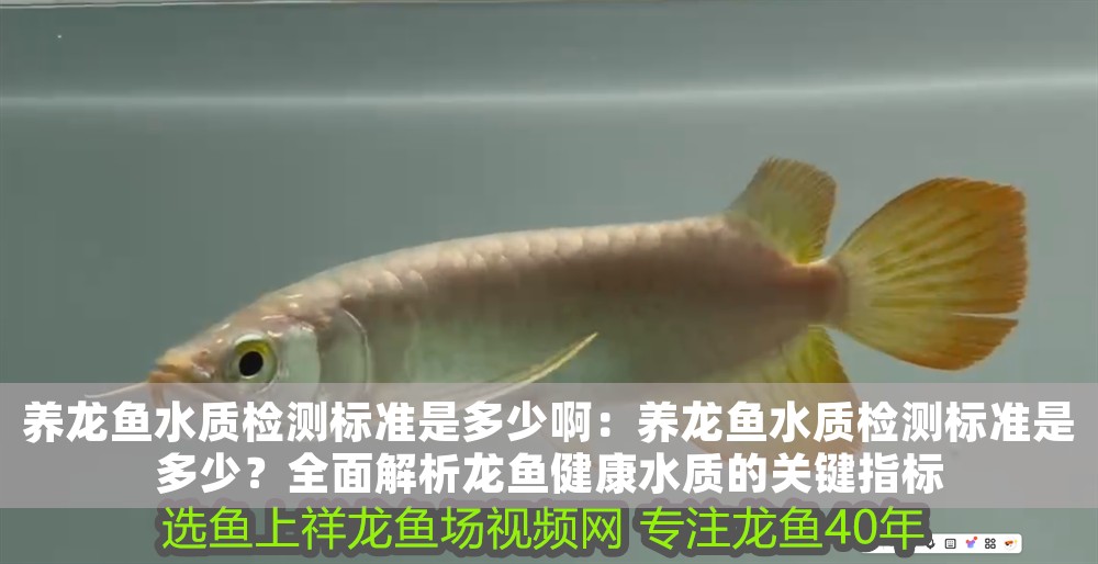 養龍魚水質檢測標準是多少啊：養龍魚水質檢測標準是多少？全面解析龍魚健康水質的關鍵指標