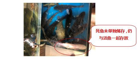 龍魚喂活魚怎么消毒：龍魚喂活魚時消毒是保證水質清潔和避免疾病傳播的重要步驟