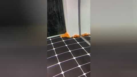 龍魚二個(gè)月不吃食怎么辦呀：如何改善龍魚食欲不振的常見病原