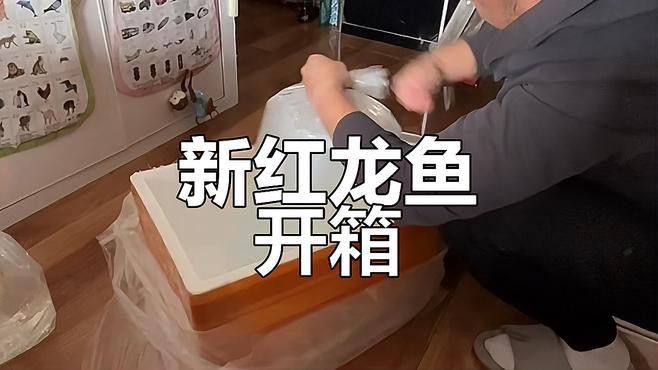 紅龍魚開箱視頻播放