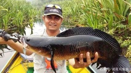 最大的龍魚是那種：世界上最大的龍魚是什么？