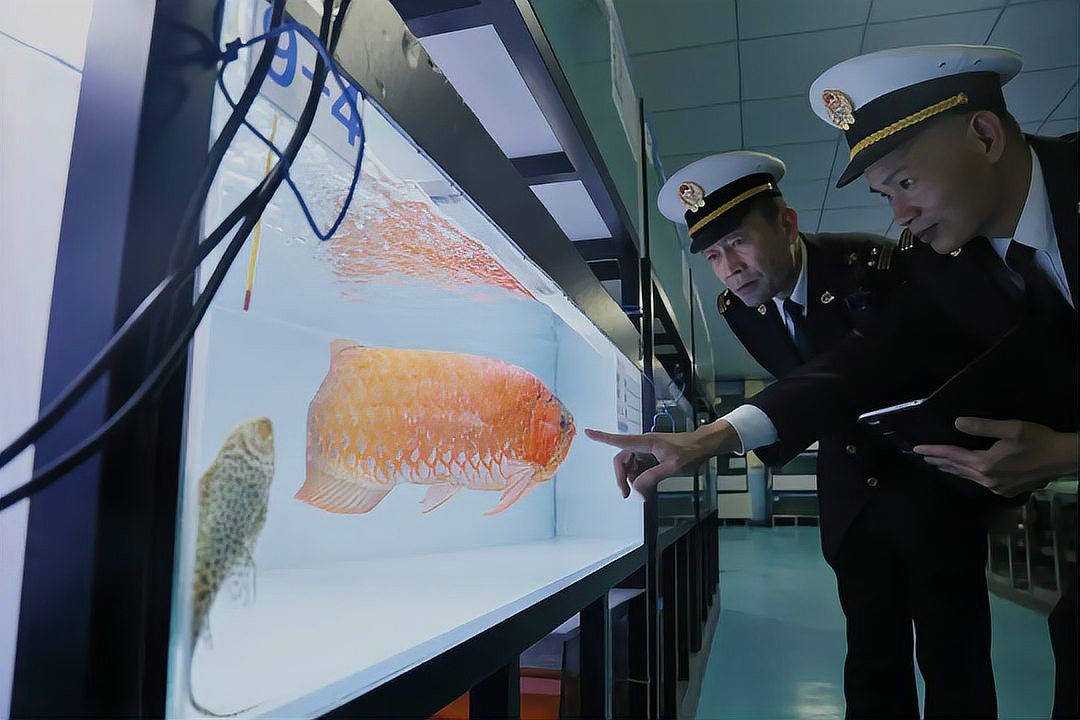 龍魚多久需要檢疫一次？