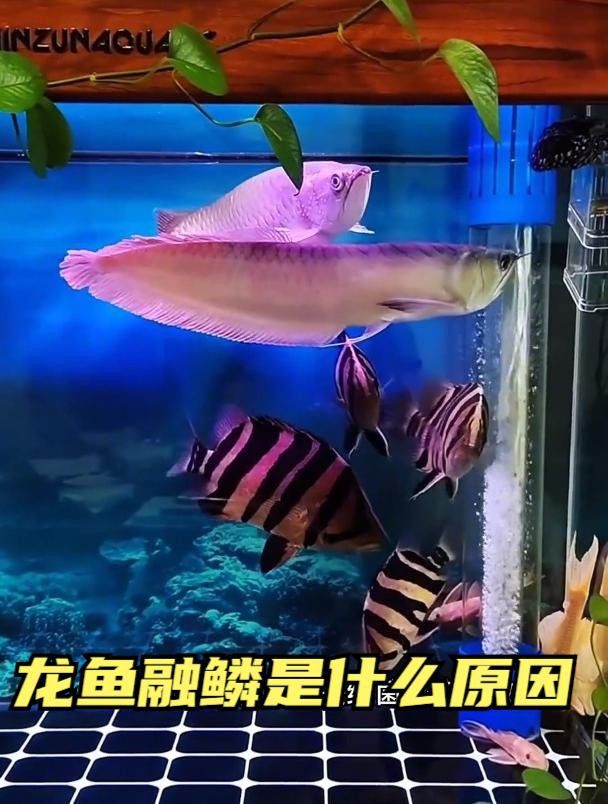 如何預防龍魚再次溶鱗？