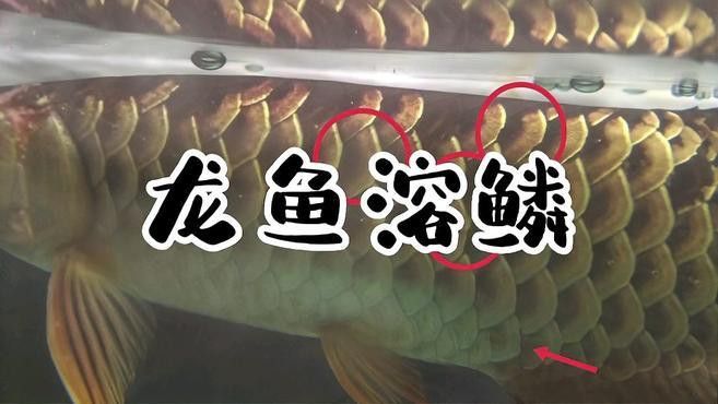 如何預防龍魚再次溶鱗？