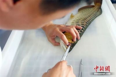 龍魚麻藥放多了怎么辦：龍魚麻醉后出現異常情況需要及時采取措施幫助龍魚恢復