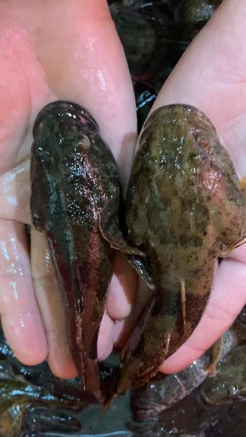 老虎魚長什么樣子圖片