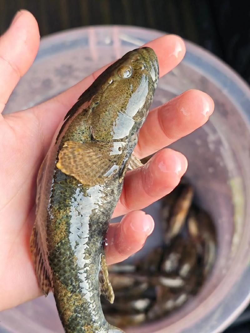 老虎魚長什么樣子圖片