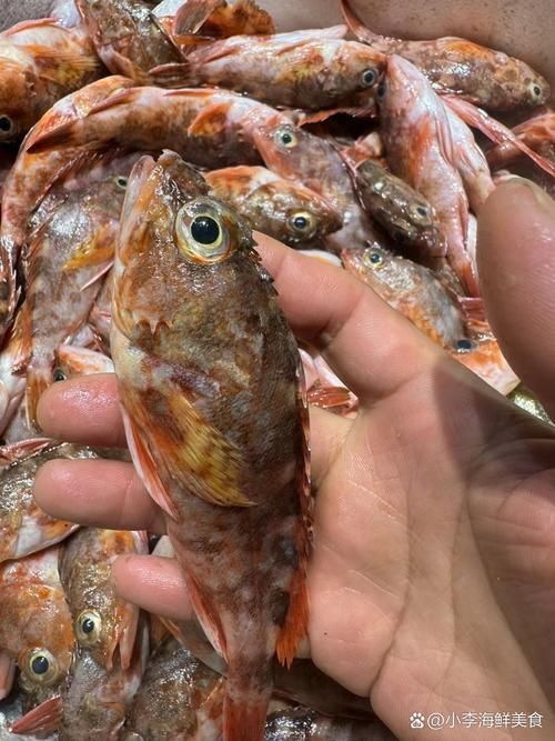 老虎魚長什么樣子圖片