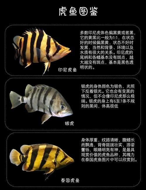 老虎魚長什么樣子圖片