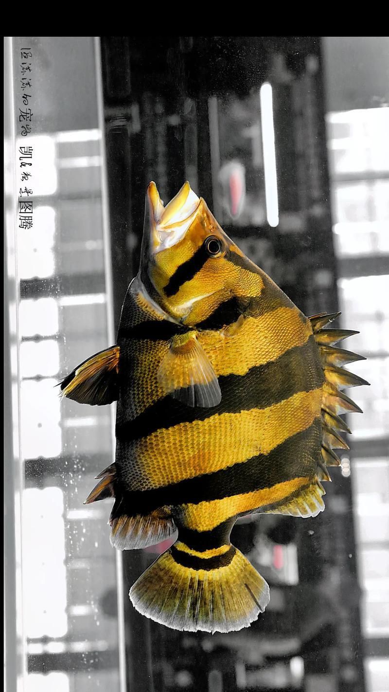 老虎魚長什么樣子圖片