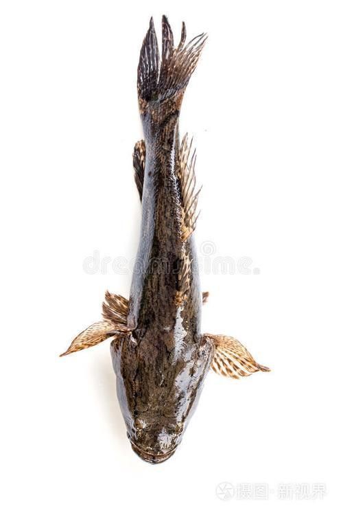 老虎魚長什么樣子圖片