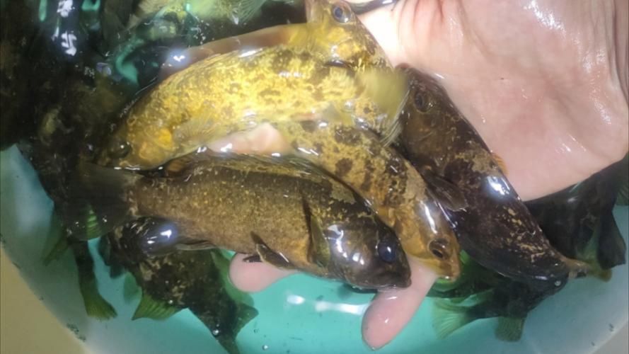 老虎魚長什么樣子圖片