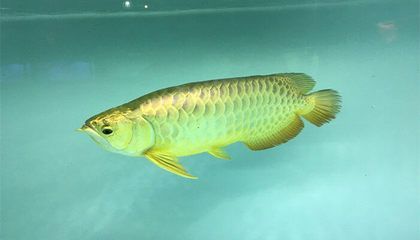 龍魚吃草金的好處，草金對龍魚的影響