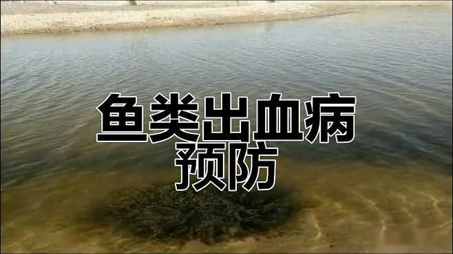 如何預防魚身上出現血絲？