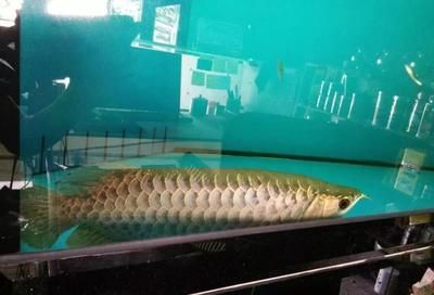 龍魚身體彎曲怎么搶救（如何搶救龍魚身體彎曲） 龍魚身體彎曲怎么搶救（如何搶救龍魚身體彎曲） 龍魚百科 第1張