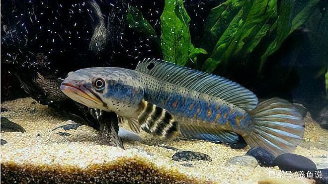 如何與過背金龍魚建立互動關系？