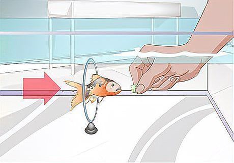 如何與過背金龍魚建立互動關系？