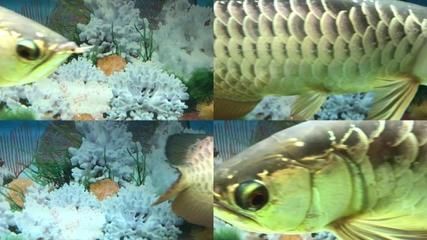 百萬金龍魚視頻在線觀看：關于“百萬金龍魚”視頻在線觀看的相關內容